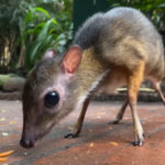 Lesser Mouse Deer