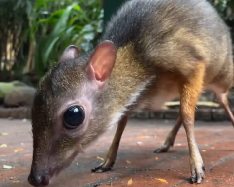 Lesser Mouse Deer