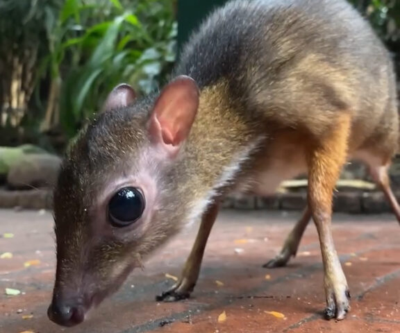 Lesser Mouse Deer