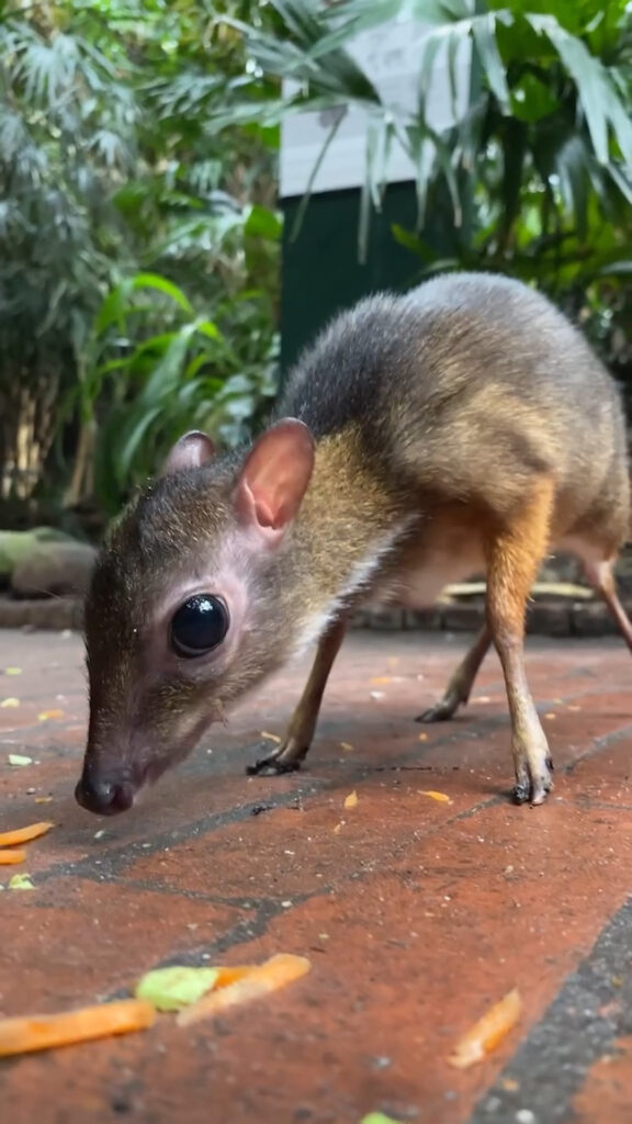 Lesser Mouse Deer