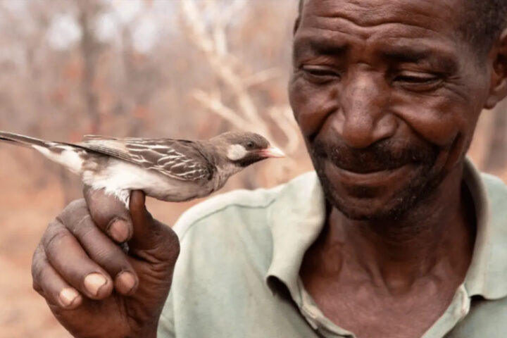 Honey Hunter talks to Wild Bird