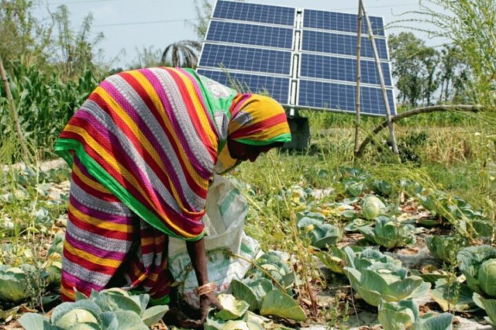 Woman working in the farms which are being irrigated by using Solar Powered Irrigation System