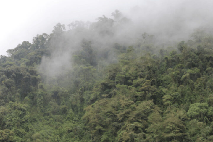 Andes Cloud Forest, Photo Source Flicker