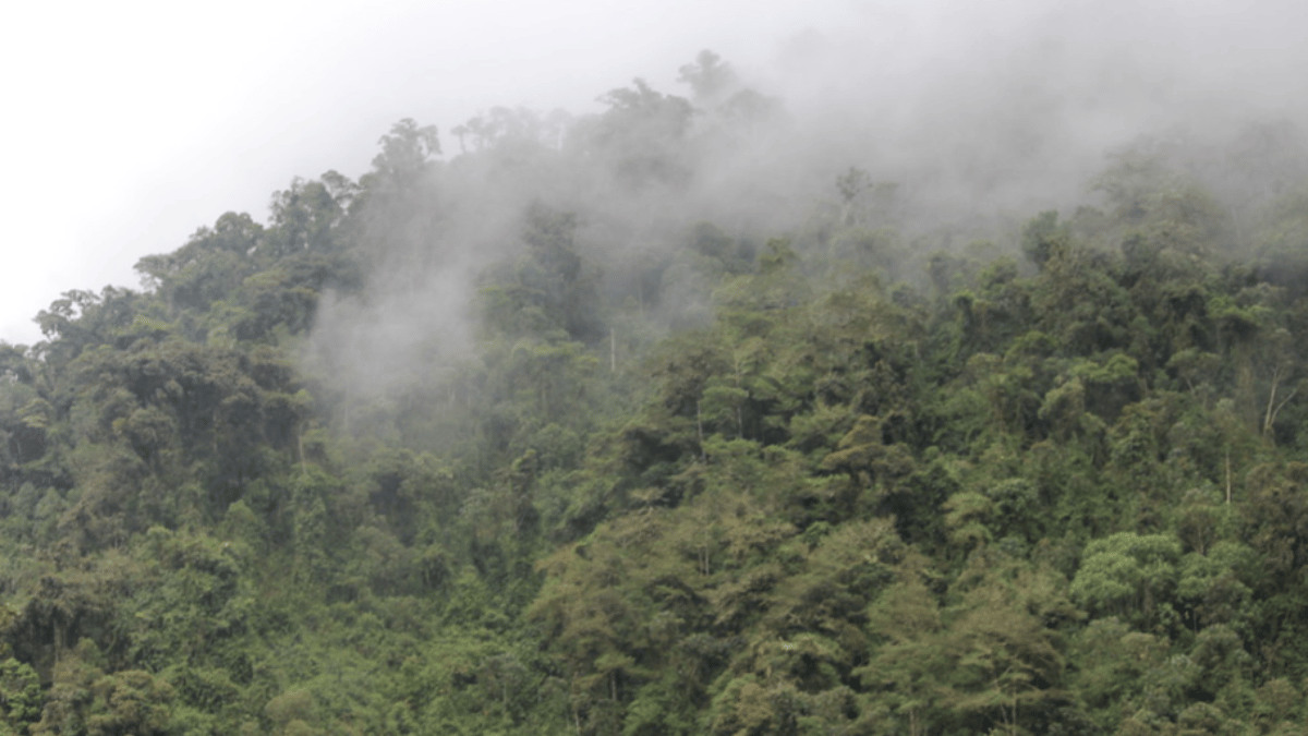 Andes Cloud Forest, Photo Source Flicker