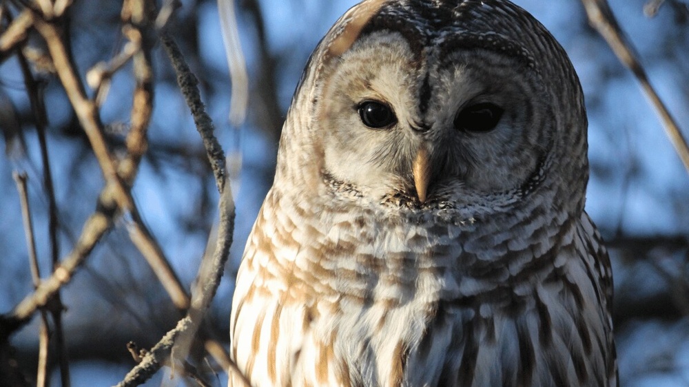 A Barred Owl, Photo Source: Pexels