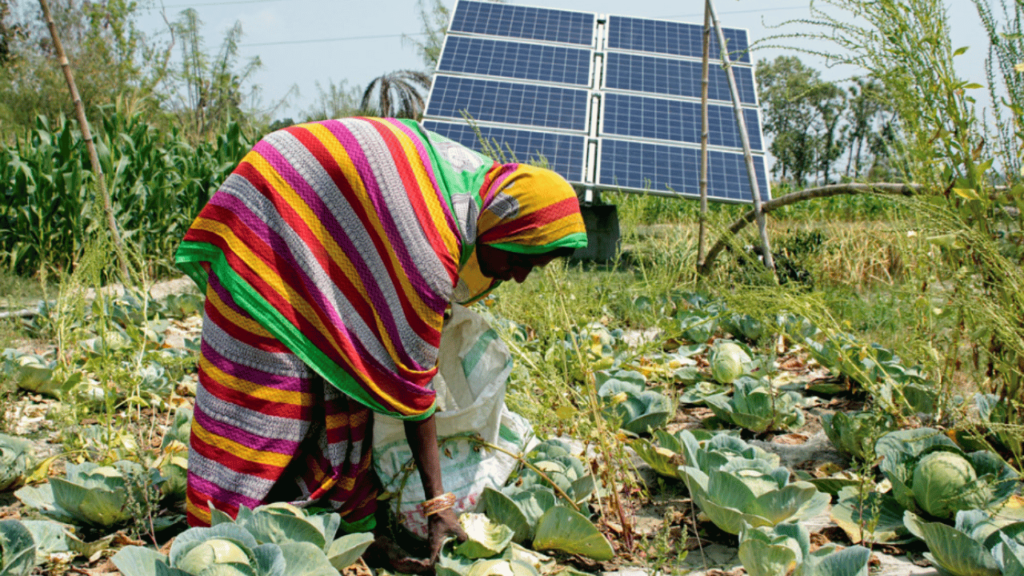 Woman working in the farms which are being irrigated by using Solar Powered Irrigation System