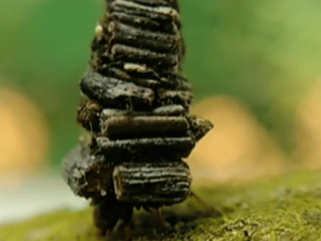 Bagworm