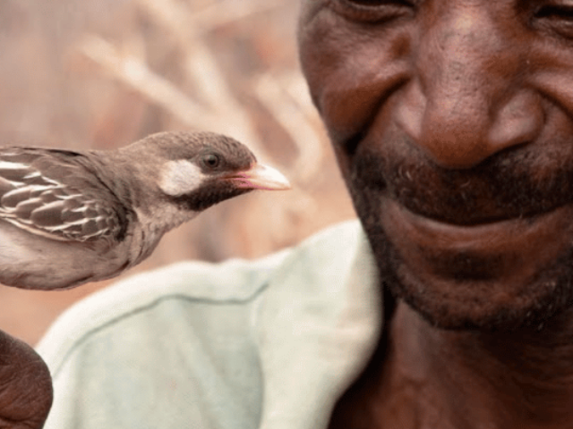 Honey Hunter talks to Wild Bird