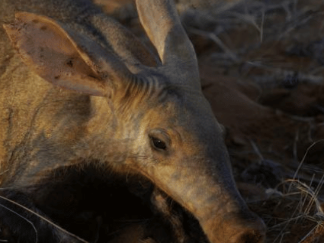 Scientists collect aardvark poop to understand how the species is impacted by climate in Africa