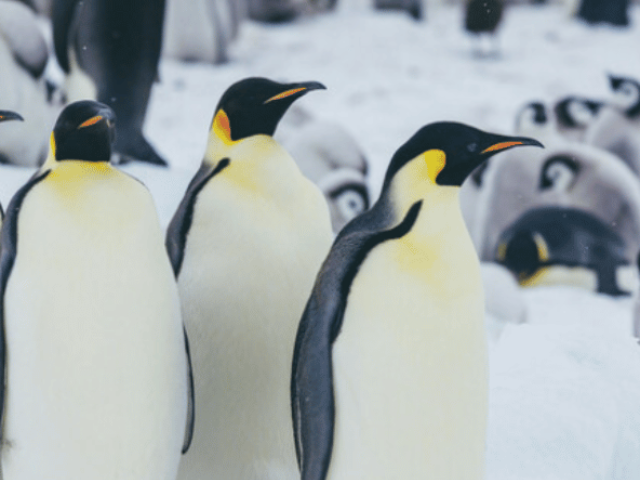 Snow Hill Success!--Quark Expeditions Goes Beyond in Antarctica Exploration. Photo Credit David Merron