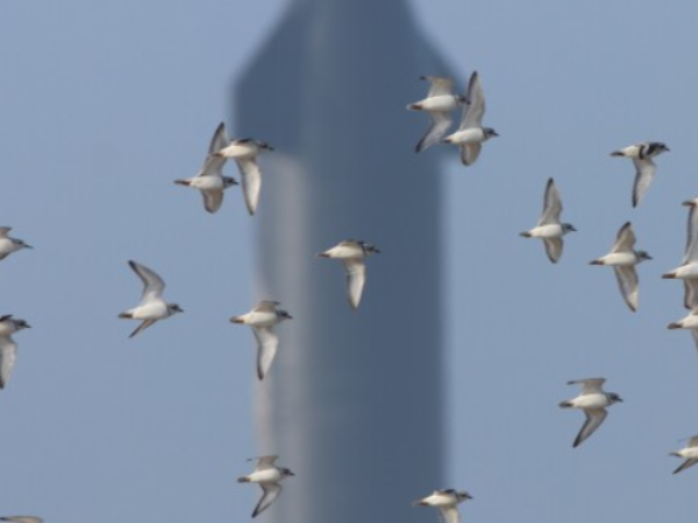 cropped-SpaceX-Birds-2.png