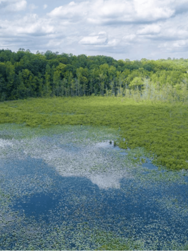 Upper Mattaponi Tribe's Historic Return to Ancestral Lands Along ...