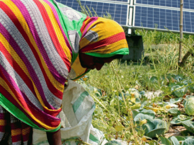 Woman working in the farms which are being irrigated by using Solar Powered Irrigation System