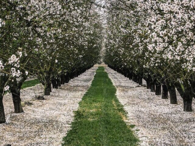 Almonds California