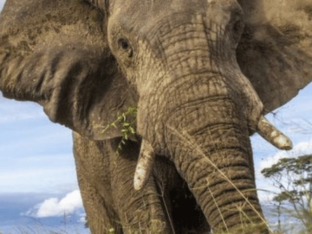 cropped-elephant-dead-zimbabwe-2.png