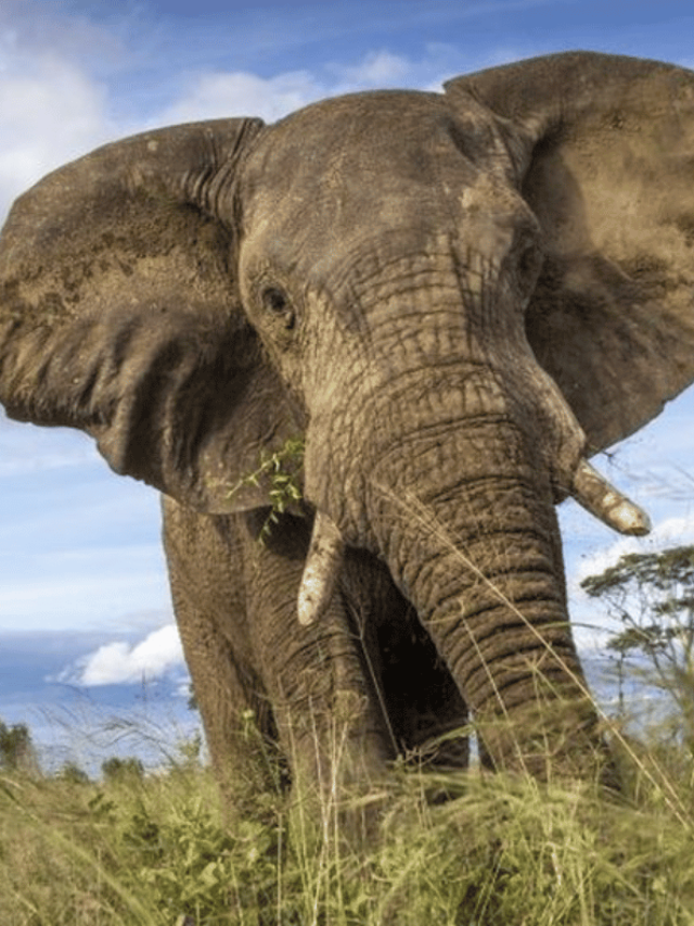 Over 100 Elephants Dead in Zimbabwe's Hwange Park as Climate Driven ...