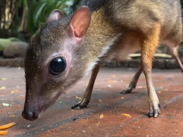 Lesser Mouse Deer