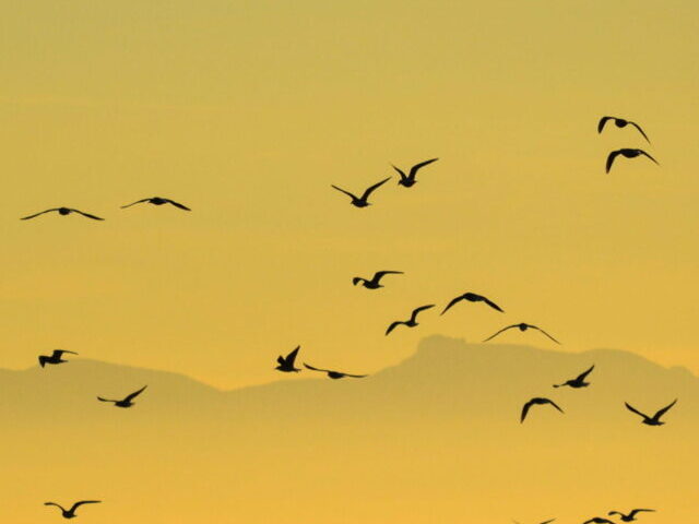 birds flying on high altitude