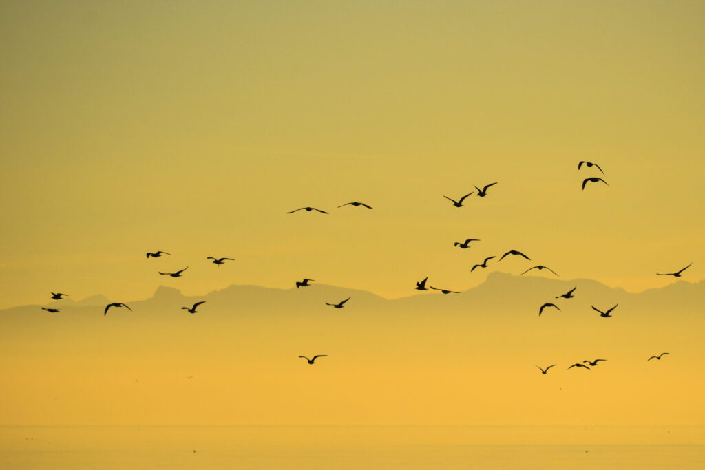birds flying on high altitude