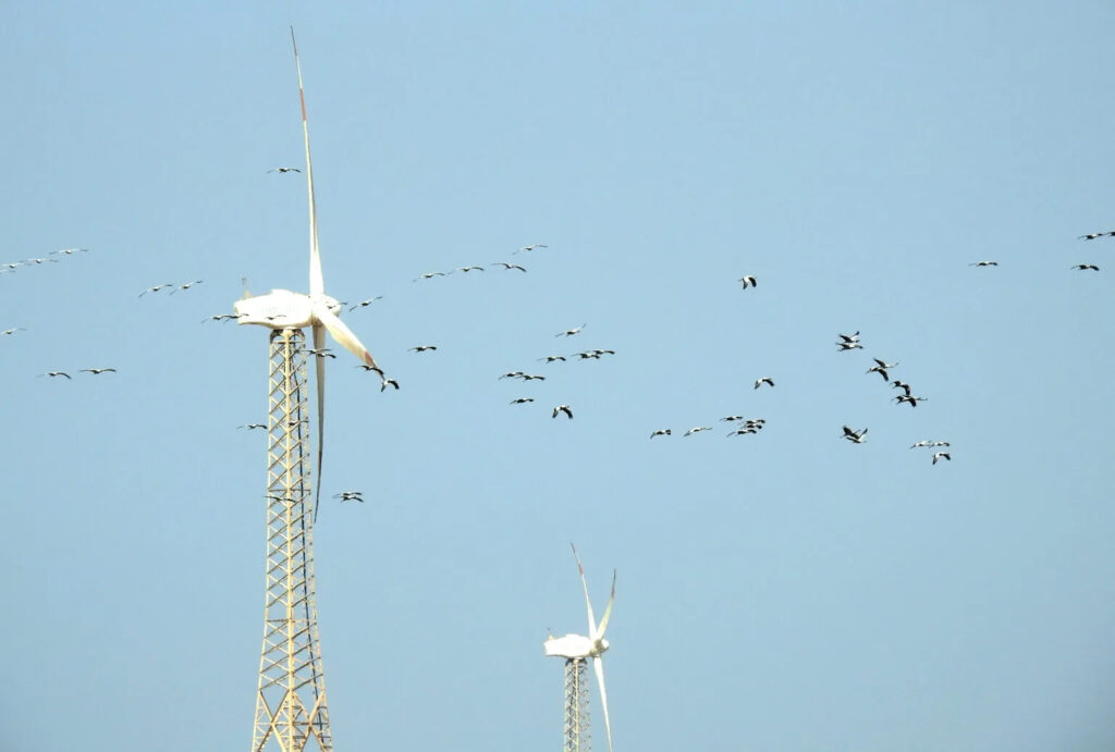 Demoiselle Cranes Grus virgo and Wind Mills. Photo taken by Dr. Raju Kasambe at Porbandar, Gujarat