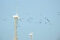 Demoiselle Cranes Grus virgo and Wind Mills. Photo taken by Dr. Raju Kasambe at Porbandar, Gujarat