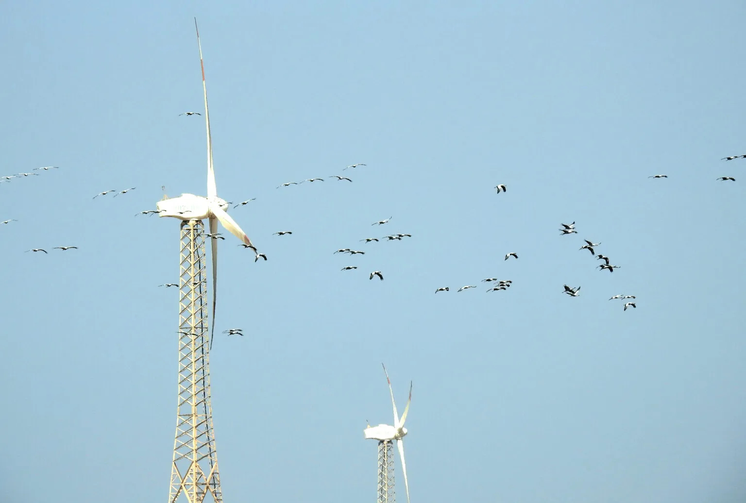 Demoiselle Cranes Grus virgo and Wind Mills. Photo taken by Dr. Raju Kasambe at Porbandar, Gujarat