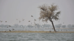 Birds flying over a lake