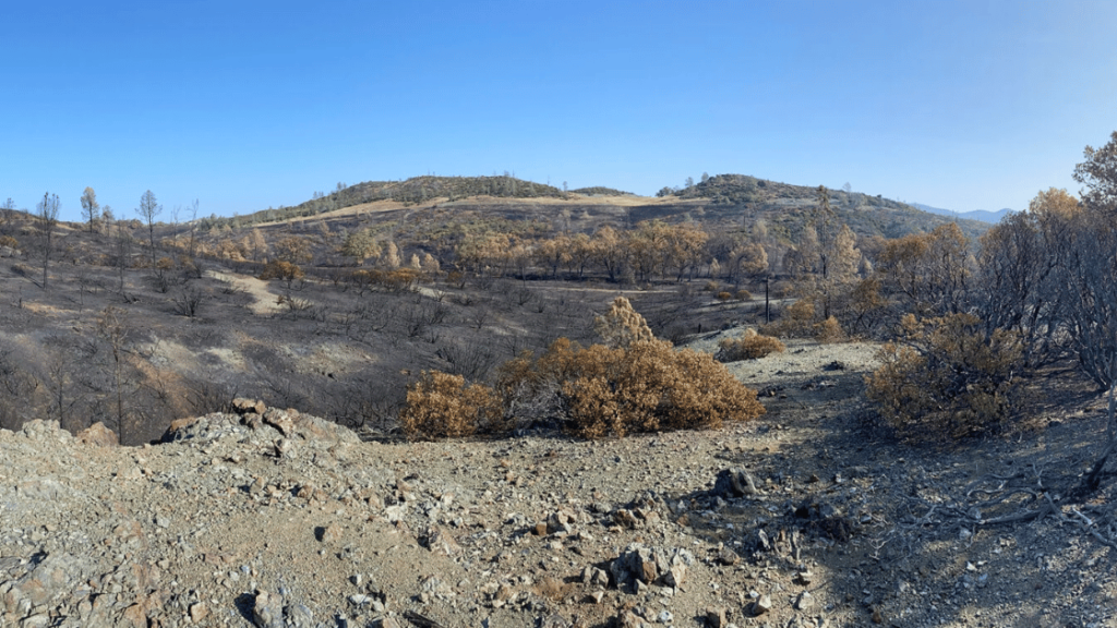 Burned serpentine chaparral at McLaughlin Natural Reserve after the 2020 LNU Lightning Complex. (Image credit: Alandra Lopez)
