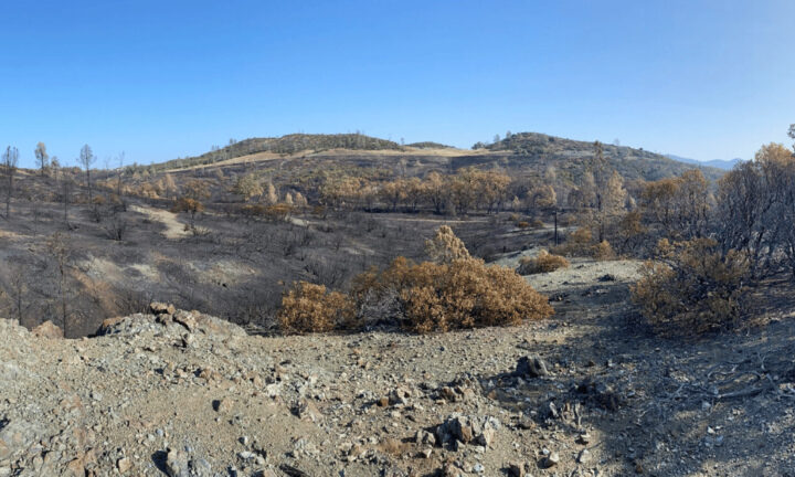 Burned serpentine chaparral at McLaughlin Natural Reserve after the 2020 LNU Lightning Complex. (Image credit: Alandra Lopez)