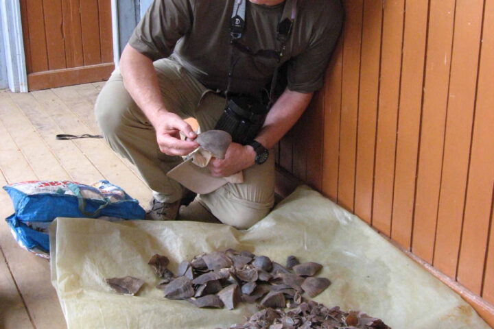 Thomas Smith, founding director of the UCLA Center for Tropical Research, with a pile of pangolin scales.