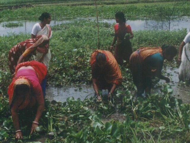 Women maintain fish sanctuary, Bangladesh