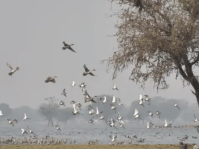 Birds flying over a lake