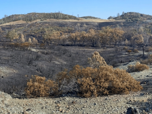 Burned serpentine chaparral at McLaughlin Natural Reserve after the 2020 LNU Lightning Complex. (Image credit: Alandra Lopez)