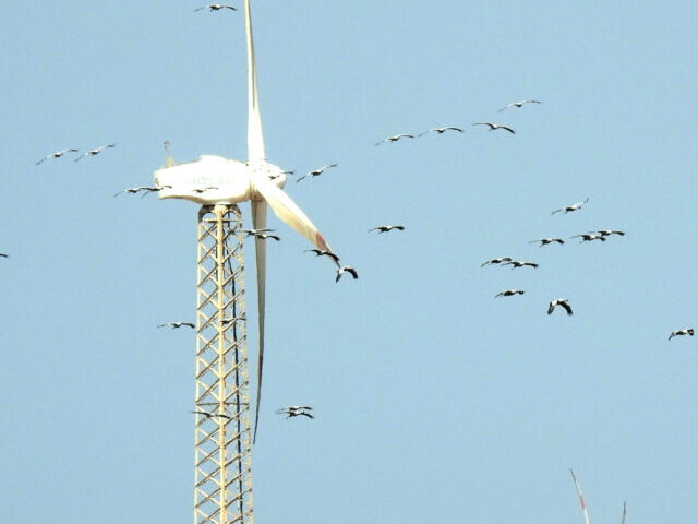 Demoiselle Cranes Grus virgo and Wind Mills. Photo taken by Dr. Raju Kasambe at Porbandar, Gujarat