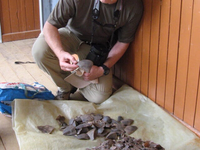 Thomas Smith, founding director of the UCLA Center for Tropical Research, with a pile of pangolin scales.