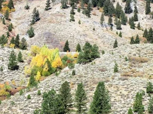 Boise National Forest