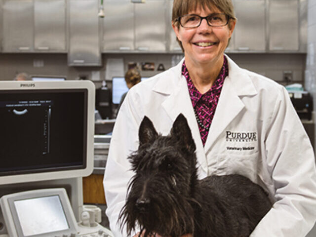 Deborah Knapp studies cancer in Scottish terriers to help advance the science of detecting and treating early cancer in both humans and dogs