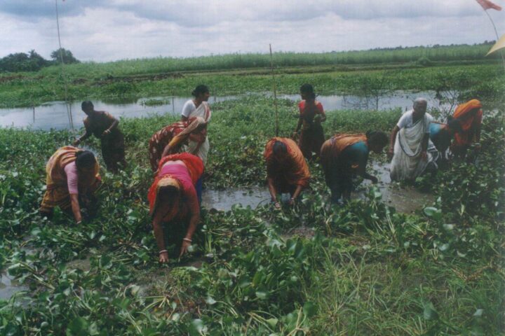 Women maintain fish sanctuary, Bangladesh