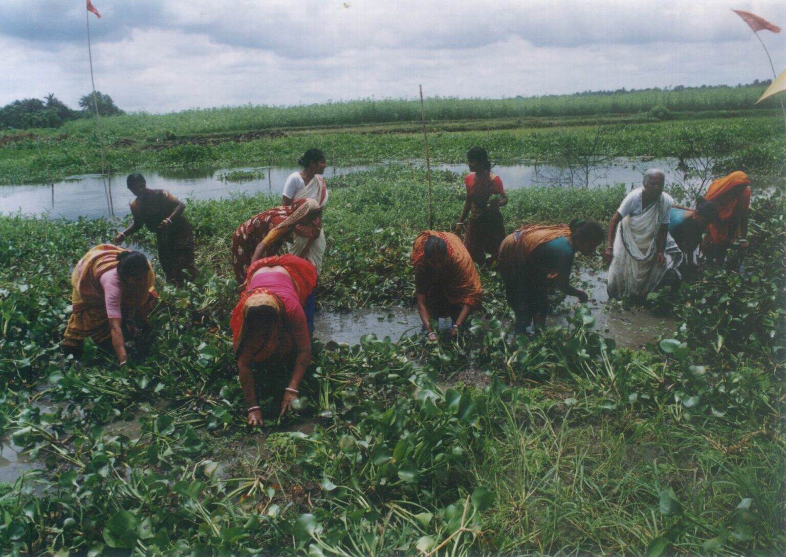 Women maintain fish sanctuary, Bangladesh