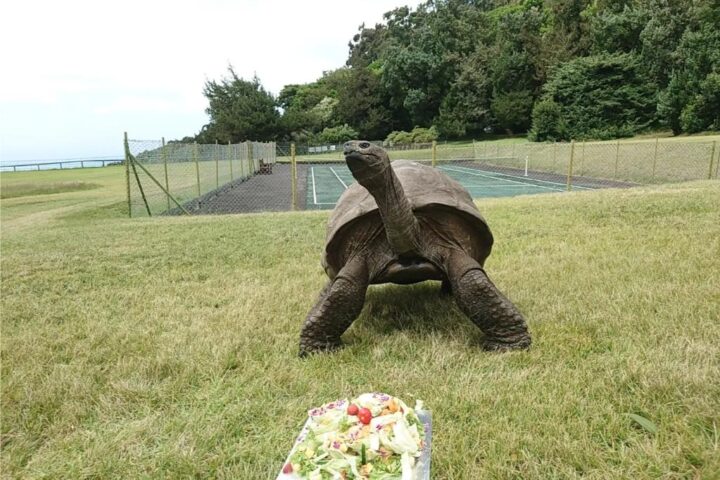 JONATHAN TORTOISE EATING THE CAKE