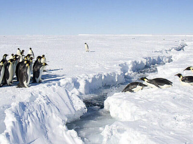 Penguins