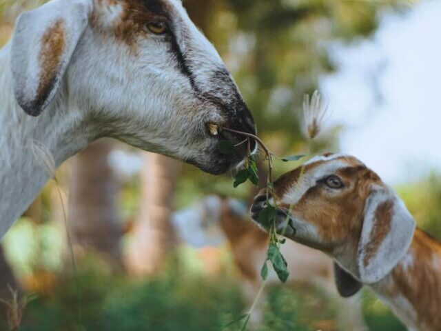 A goat in the open, with a young goat nibbling on grass. With a tree in the distance, the animals are standing in a field.(Source: Pexels)