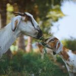A goat in the open, with a young goat nibbling on grass. With a tree in the distance, the animals are standing in a field.(Source: Pexels)