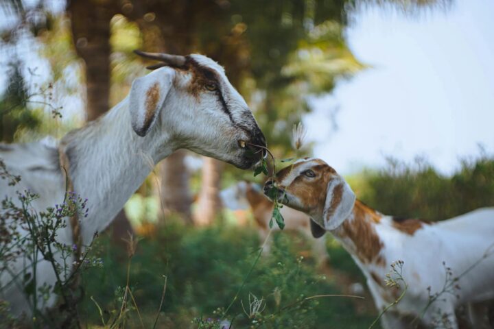 A goat in the open, with a young goat nibbling on grass. With a tree in the distance, the animals are standing in a field.(Source: Pexels)