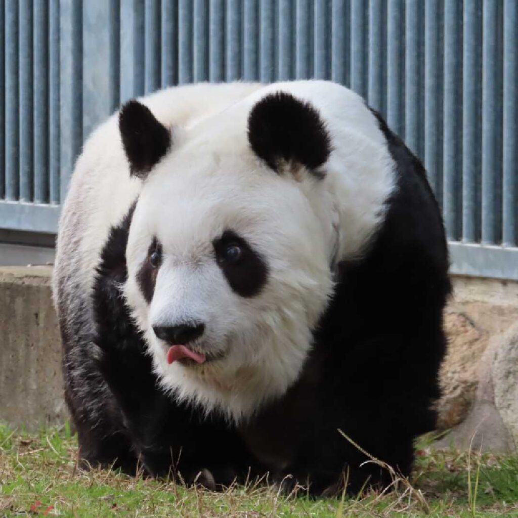 This is Wild Tantan as he goes home while lightly licking a milk ring 😆. Photo Credit: @kobeojizoo (X formerly Twitter)