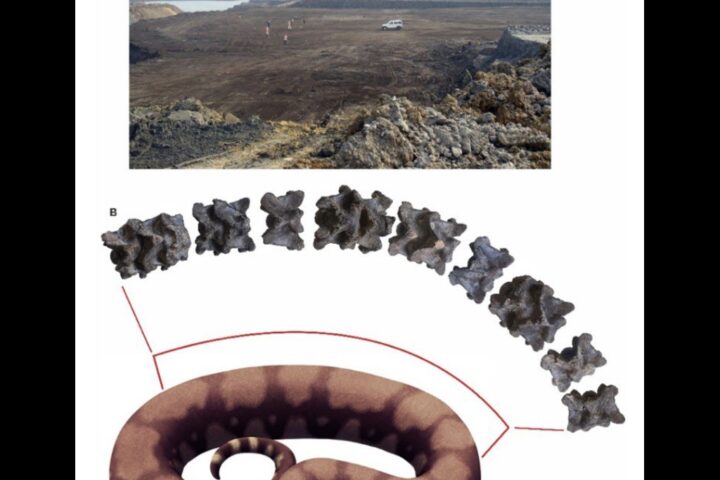 A 15-meter long snake, Vasuki indicus, was found. It also features a life-like reconstruction of the snake's vertebrae and their position in the vertebral column.(Source: pib.gov)