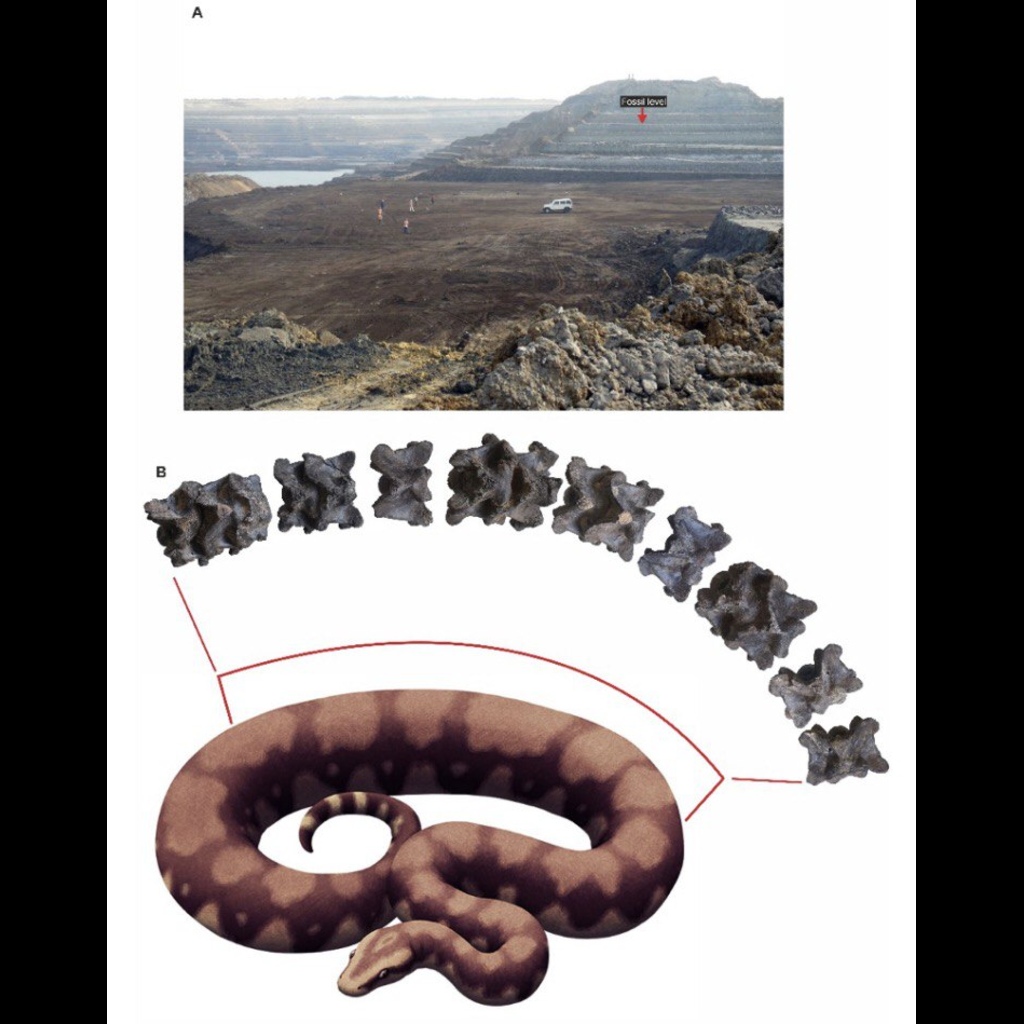 A 15-meter long snake, Vasuki indicus, was found. It also features a life-like reconstruction of the snake's vertebrae and their position in the vertebral column.(Source: pib.gov)