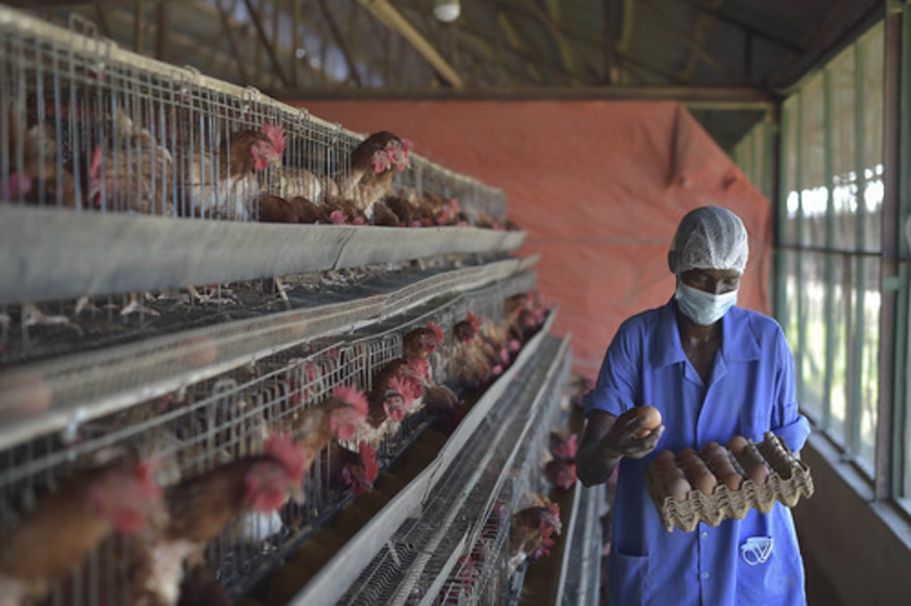 The image depicts a man wearing a mask standing in front of a bird cage. The WHO Chief highlighted that the image's context is related to the transmission of H5N1 avian influenza to humans.(Source: Flickr)