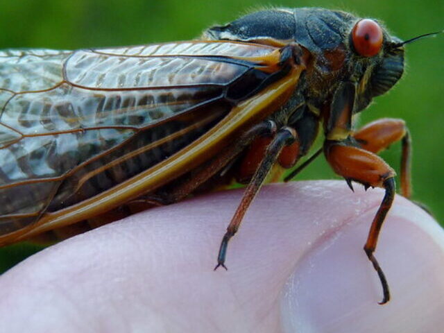 Periodical Cicada