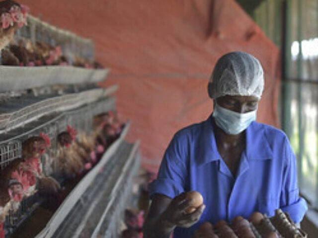 The image depicts a man wearing a mask standing in front of a bird cage. The WHO Chief highlighted that the image's context is related to the transmission of H5N1 avian influenza to humans.(Source: Flickr)